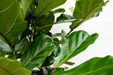 Product afbeelding 3