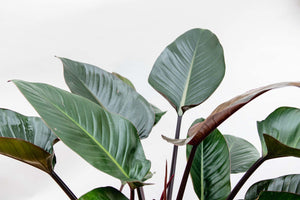 Philodendron Red Beauty - 120cm