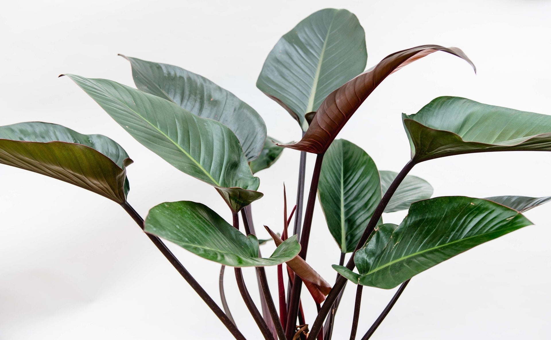 red beauty philodendron Philodendron Red Beauty | 100cm
