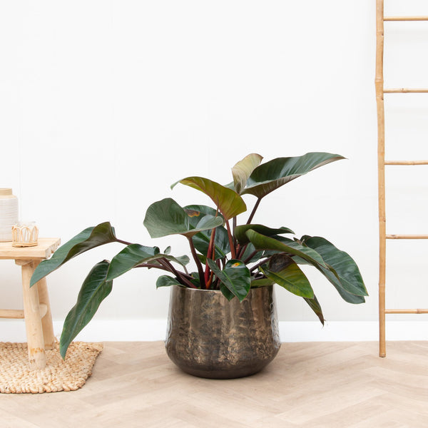 Filodendron Red Beauty - 100 cm kopen bij Green Bubble