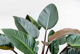 Product afbeelding 4