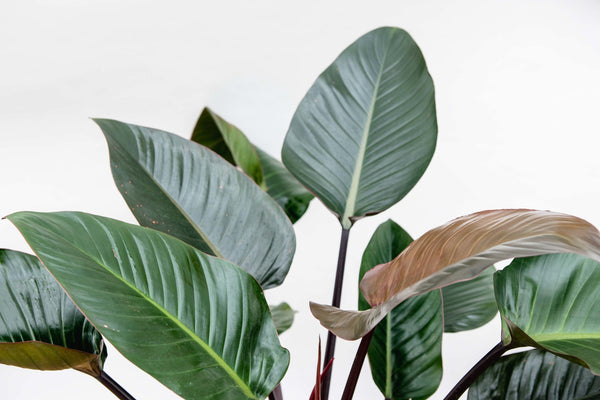 Philodendron Red Beauty - 120cm