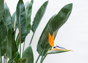 Strelitzia Reginae XL de luxe - 200cm