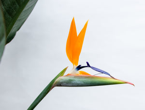 Strelitzia Reginae XL de luxe - 200cm