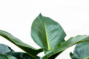 Philodendron Green Beauty - 120cm