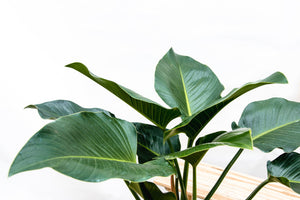 Philodendron Green Beauty - 120cm