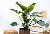 Product afbeelding 4