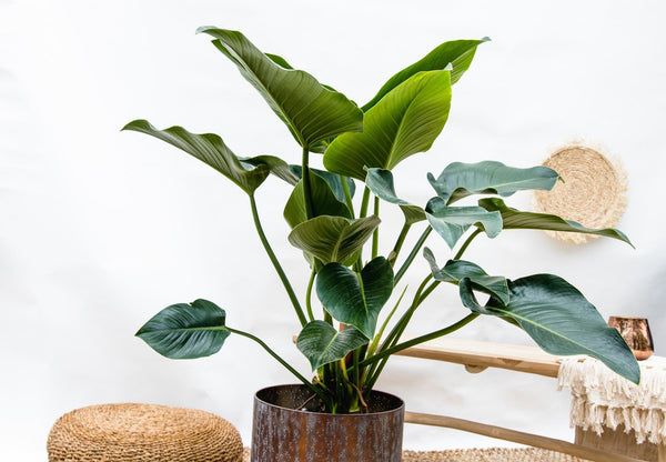 Philodendron Green Beauty - 90cm