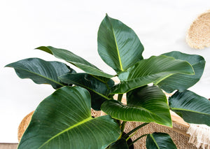 Philodendron Green Beauty - 90cm