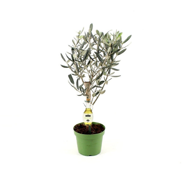 Olive tree 30cm