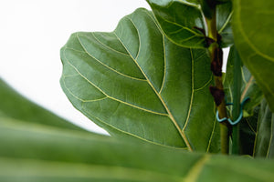 Ficus Lyrata struik XXL - 200cm