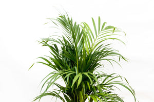 Dypsis Lutescens (Areca palm) - 110cm