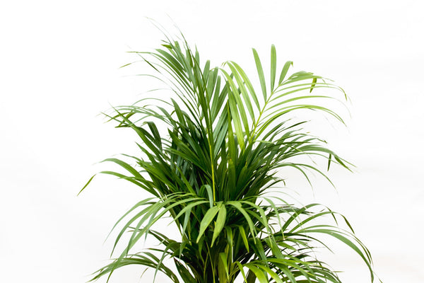 Dypsis Lutescens (Areca palm) - 110cm