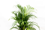 Product afbeelding 3