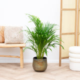 Product afbeelding 1