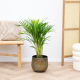 Product afbeelding 1