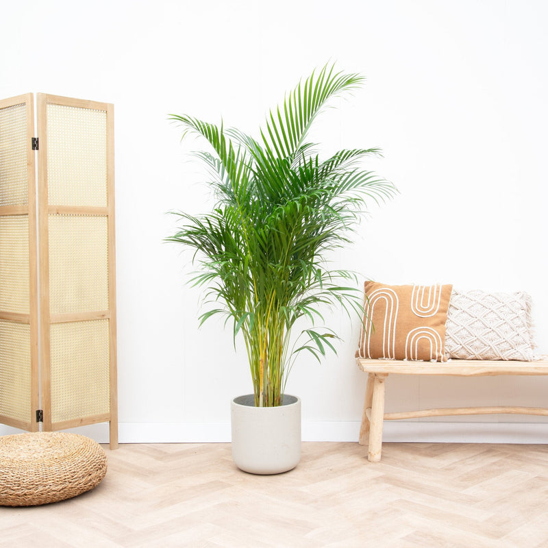 Pleje af Areca-palme verzorging - Green Bubble