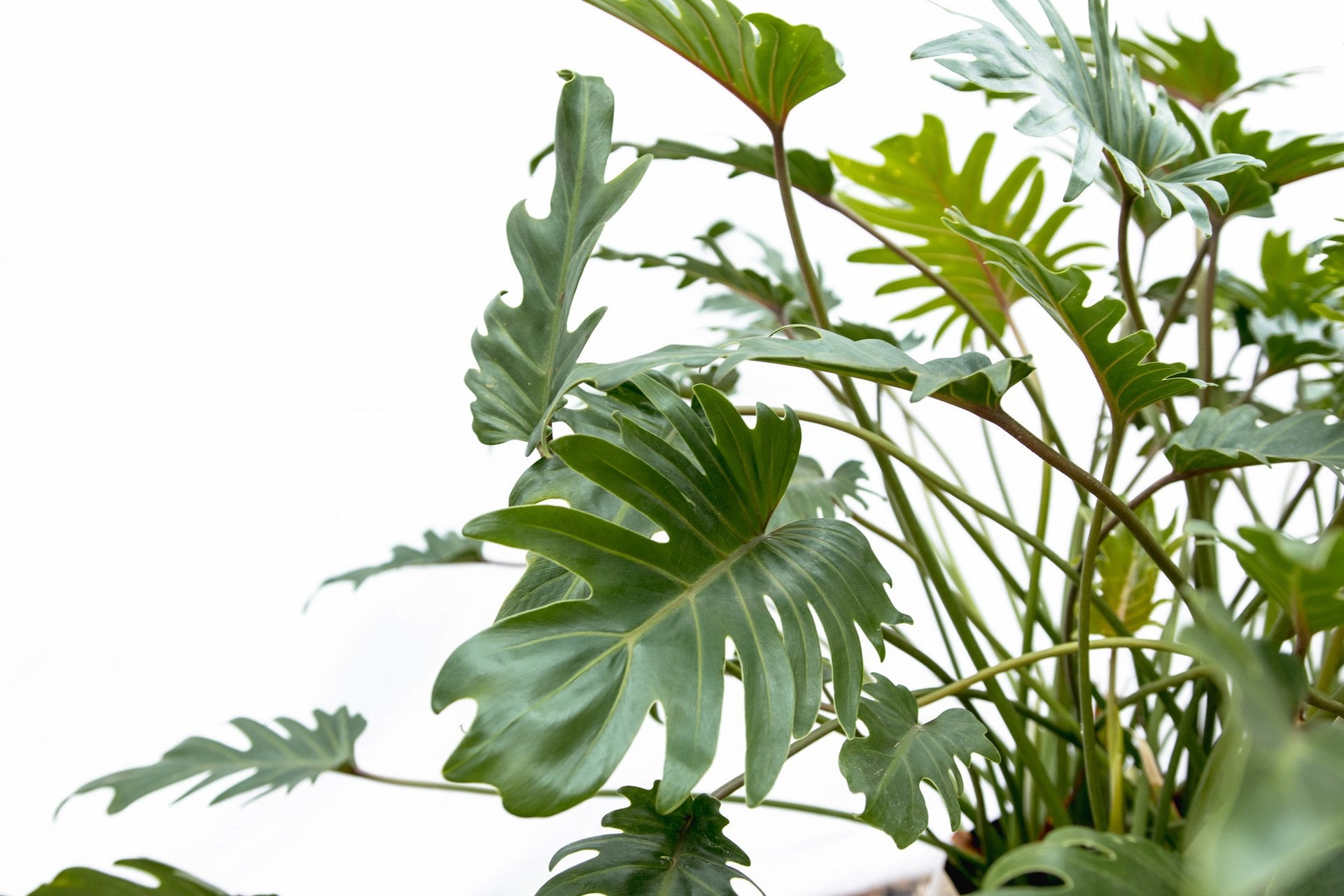 philodendron xanadu stem Philodendron Xanadu | 80cm