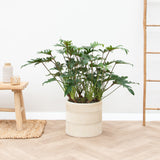 Product afbeelding 6
