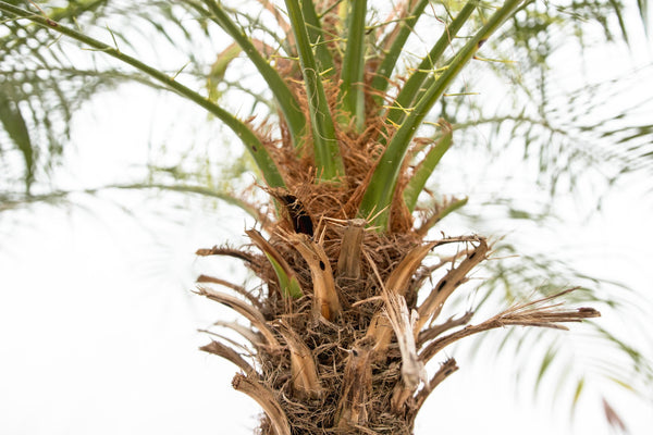 Phoenix Roebelenii on stem - 200cm