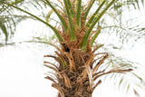 Product afbeelding 5