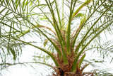 Product afbeelding 6