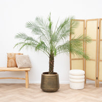 Phoenix Roebelenii sur tronc - 190cm