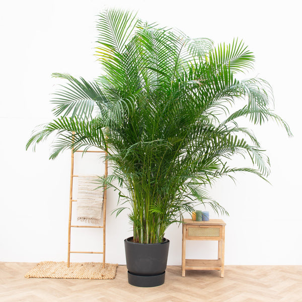 Palmier d'Areca XXL - 300cm