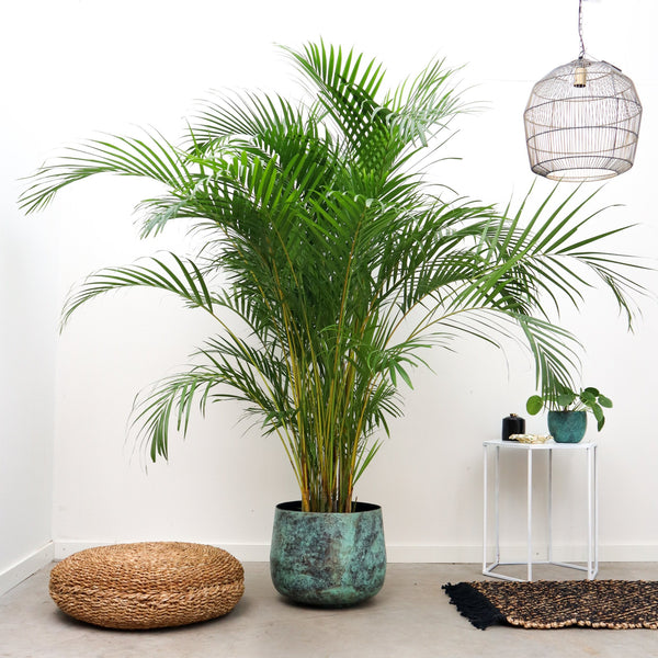 Dypsis Lutescens (Areca palm) -225cm