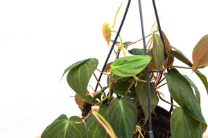 Philodendron Scandens 'Micans' hangplant - 40cm