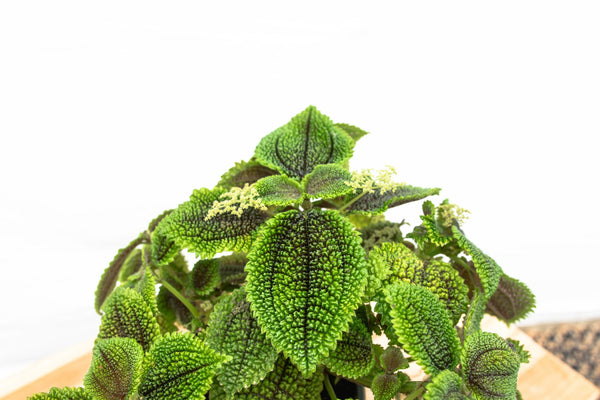 Pilea Moonvalley - 20cm