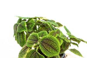 Pilea Moonvalley - 20cm
