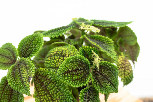 Pilea Moonvalley - 20cm