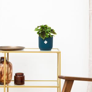 Pilea Moonvalley - 20cm