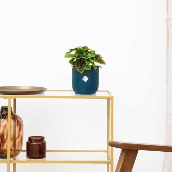 Pilea Moonvalley - 20cm