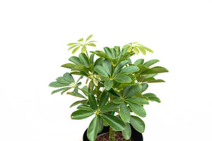 Schefflera Compacta on stem - 50cm