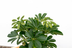 Schefflera Compacta on stem - 50cm