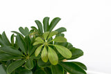 Product afbeelding 5