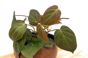 Philodendron Scandens 'Micans' - 25cm