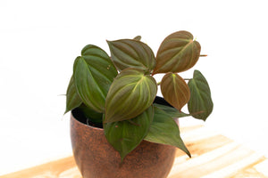 Philodendron Scandens 'Micans' - 25cm