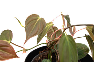 Philodendron Scandens 'Micans' - 25cm