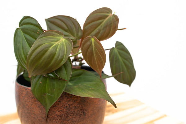 Philodendron Scandens 'Micans' - 25cm