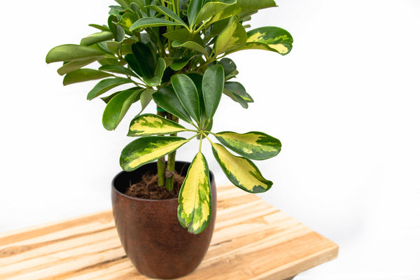 Schefflera Gold Capella on stem - 50cm