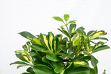 Product afbeelding 4