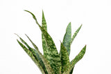 Product afbeelding 2
