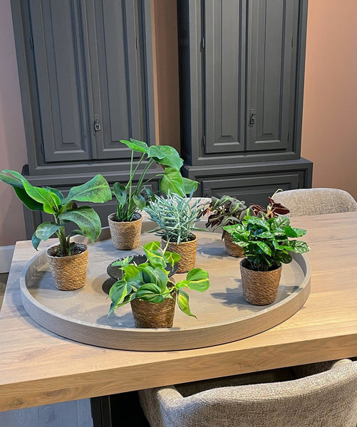 Groene dierenvrienden: 5 kamerplanten voor wie huisdieren heeft - Tuincentrum Groene dierenvrienden: 5 kamerplanten voor wie huisdieren heeft - Tuincentrum