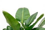 Product afbeelding 2