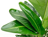 Product afbeelding 4