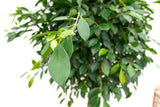 Product afbeelding 5