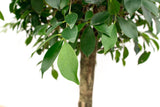Product afbeelding 4